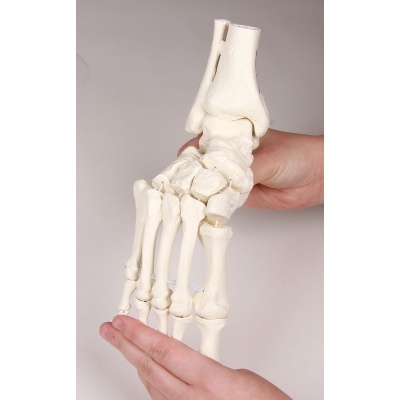 Flexible Model Foot Skeleton with Lower Leg Insertion